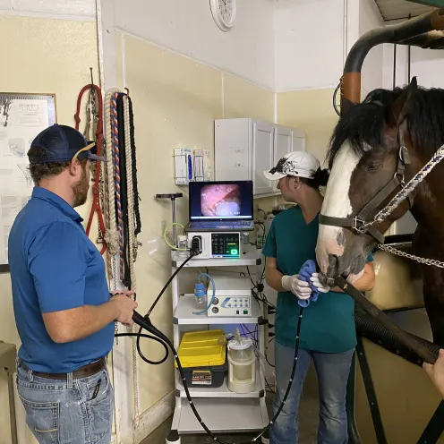 Two veterinarians observing the health of a horse on a monitor